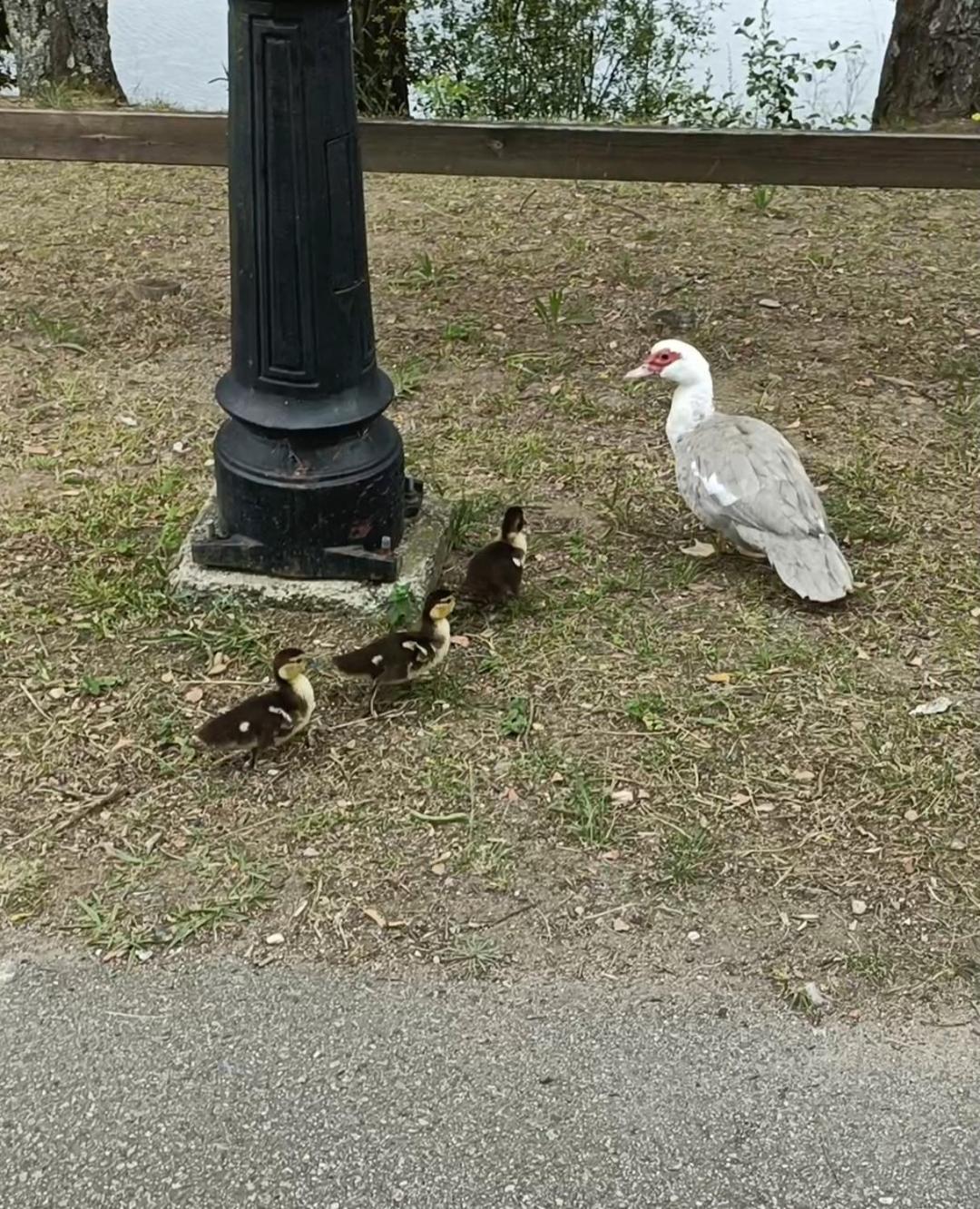 Apartament A Casa Do Lago Pontevedra Zewnętrze zdjęcie
